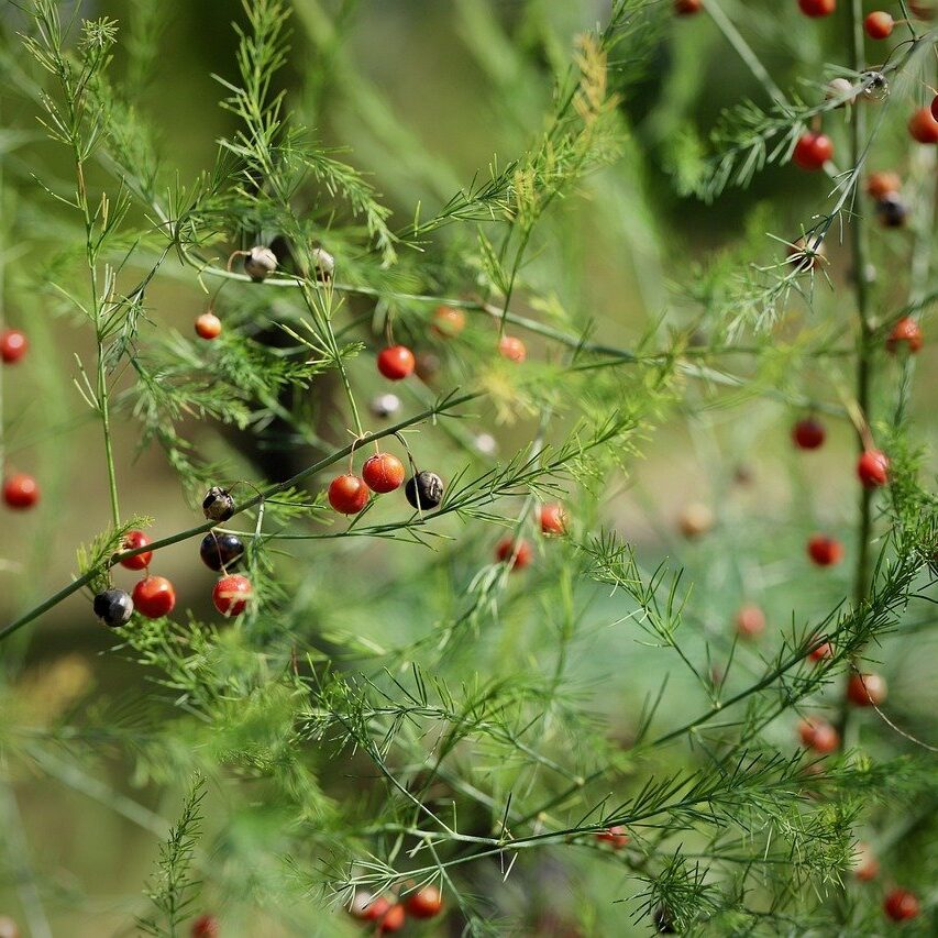 Asparagus Plant