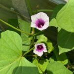 sweet potato leaf