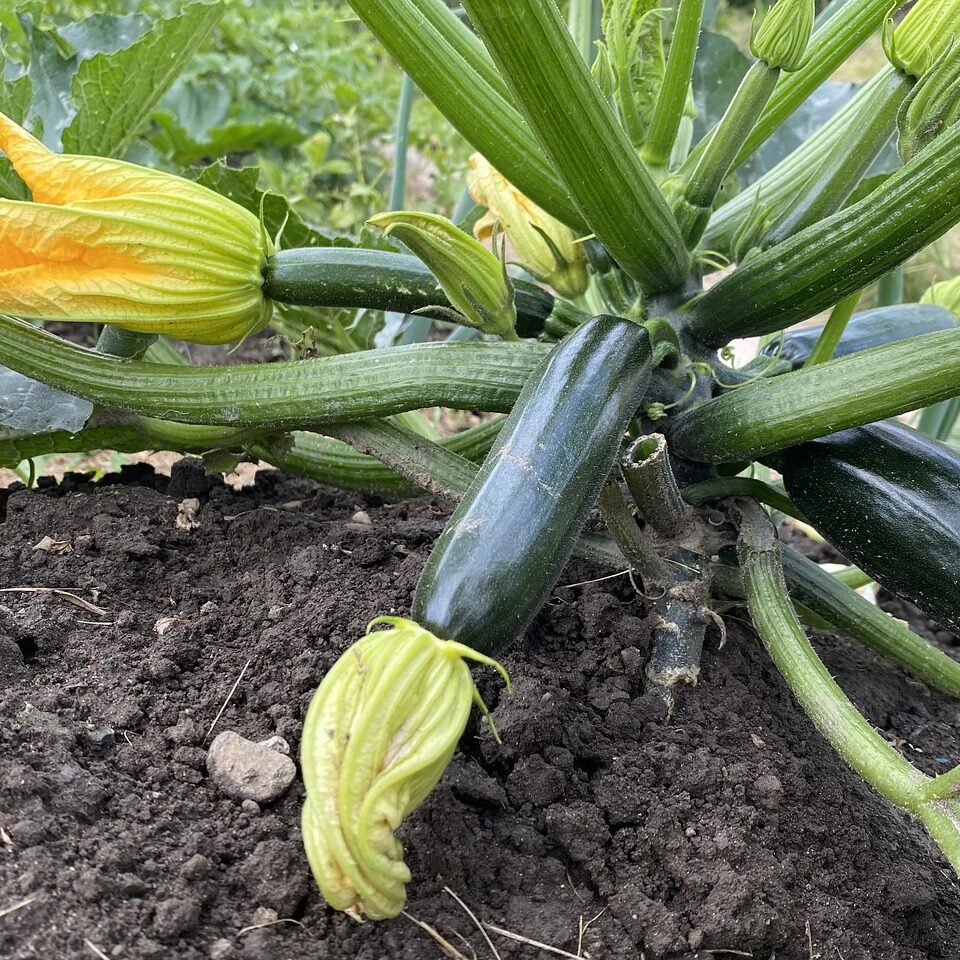 zucchini-5396044_1280